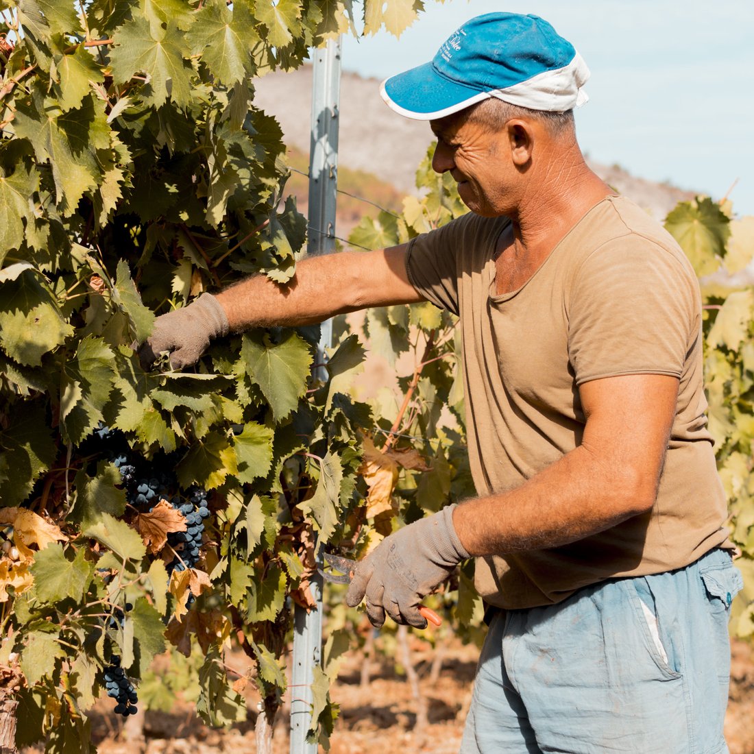 Vignaiolo con cappellino azzurro e guanti da lavoro taglia grappoli neri tra foglie verdi nel vigneto Abate Franca Alba