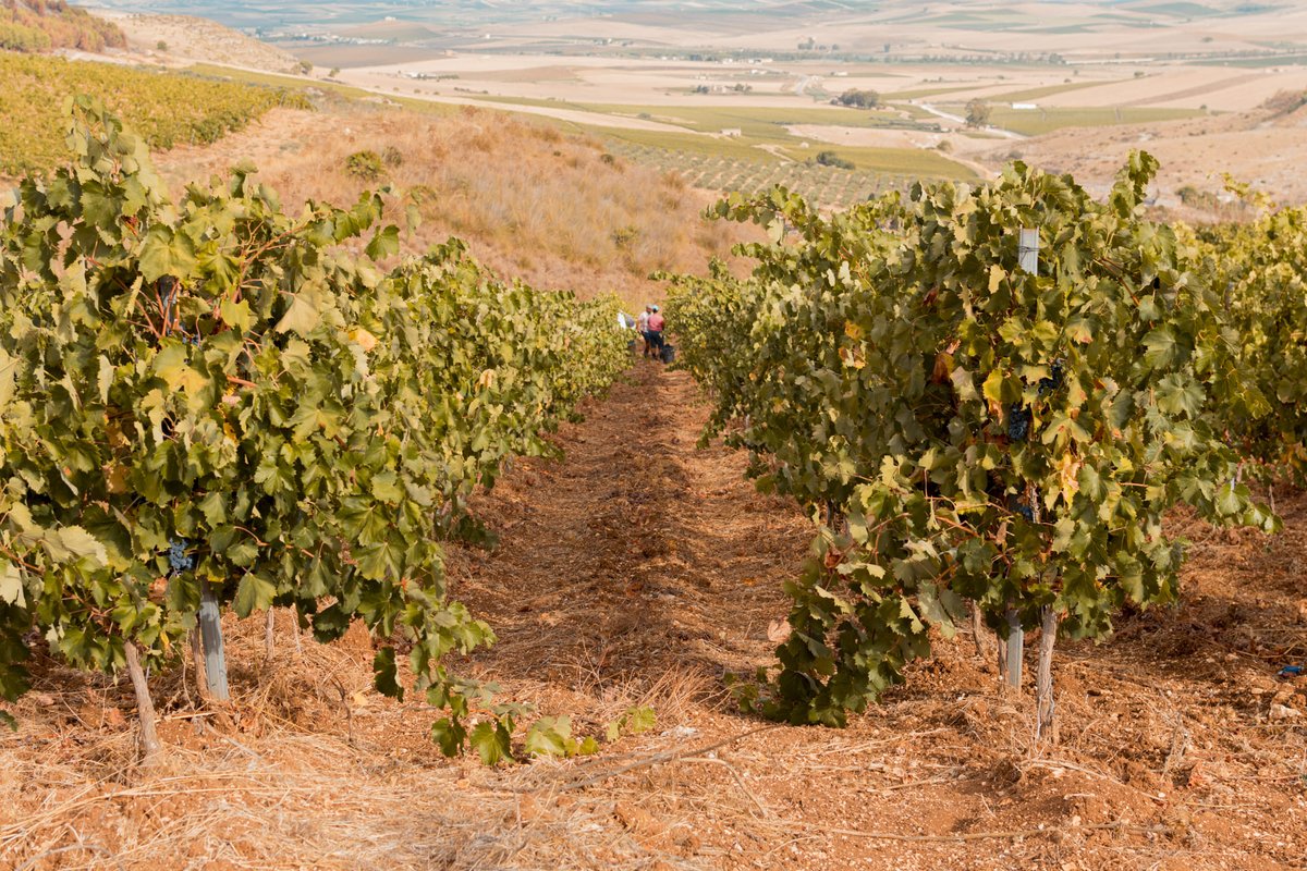 Filari di viti con grappoli neri su terra rossa asciutta, persone in fondo e valle coltivata, vigneto Abate Franca Alba