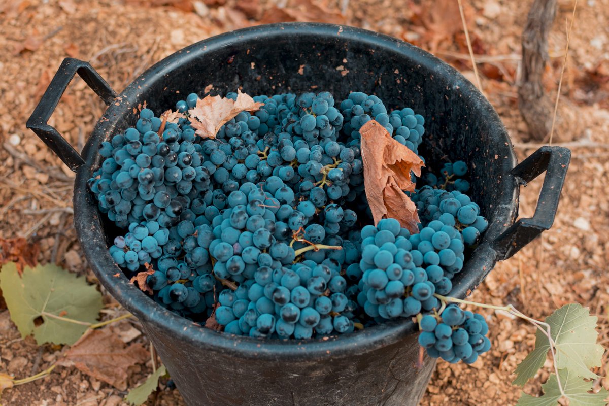 Cesta colma di grappoli di uva nera appena raccolti